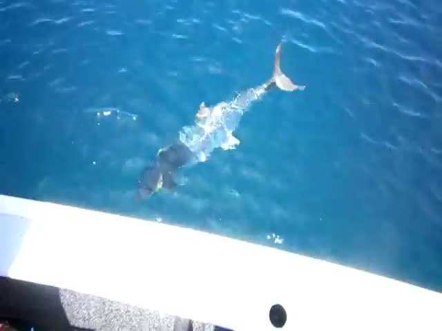 Another Crazy Shark Attack Footage 