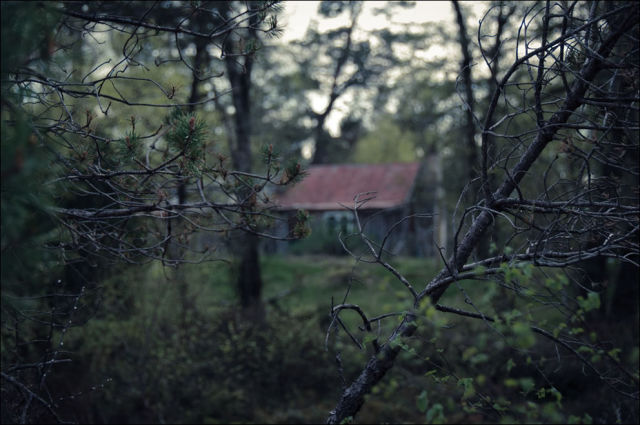 Dense and Gloomy, These Forests Make a Scary Sight