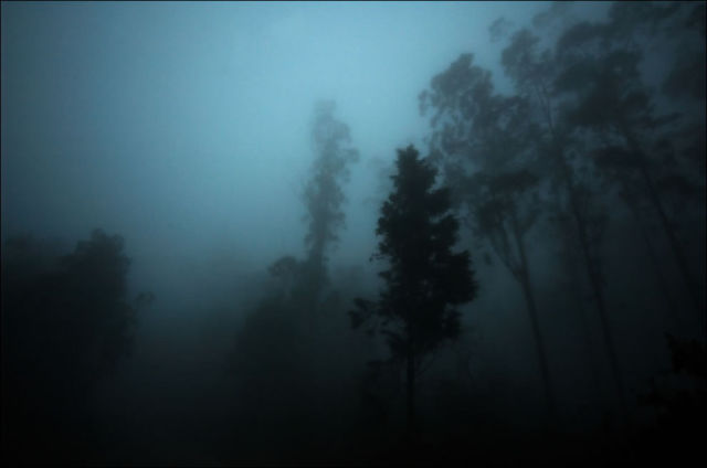 Dense and Gloomy, These Forests Make a Scary Sight