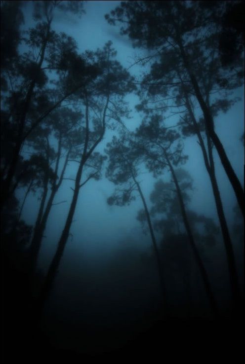 Dense and Gloomy, These Forests Make a Scary Sight