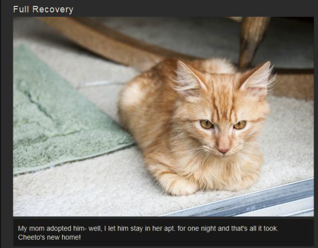 Abandoned Kitty Gets New Lease on Life