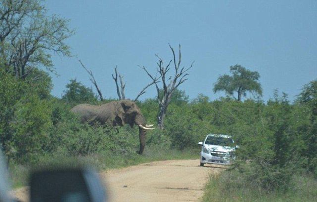 It Seems That This Elephant Doesn’t Like Cars