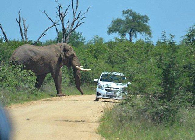 It Seems That This Elephant Doesn’t Like Cars