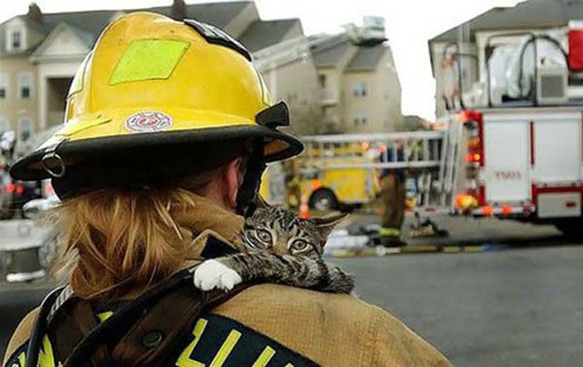 Firemen Rescue Cute and Cuddly Cats!