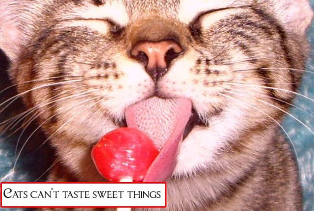 30 Useless Facts Of The Day 30 Pics Izismile