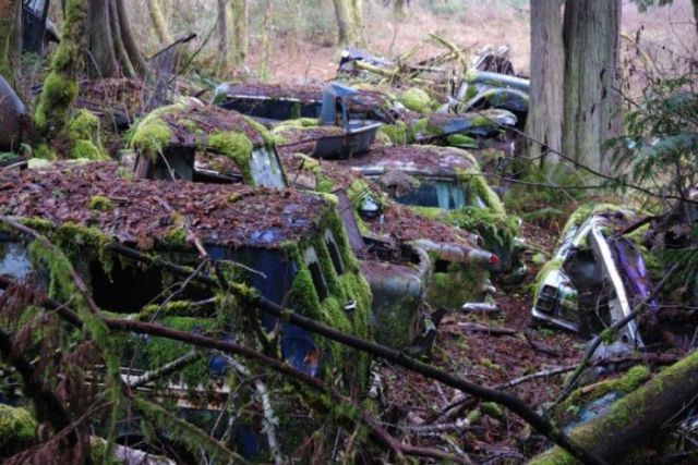 A Forest Burial Place for Abandoned Cars