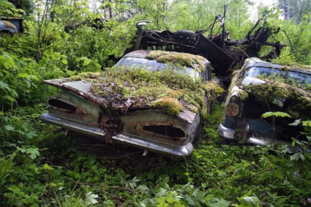 A Forest Burial Place for Abandoned Cars
