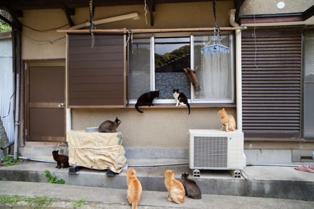 This Japanese Island Is an Idyllic Haven for Cats