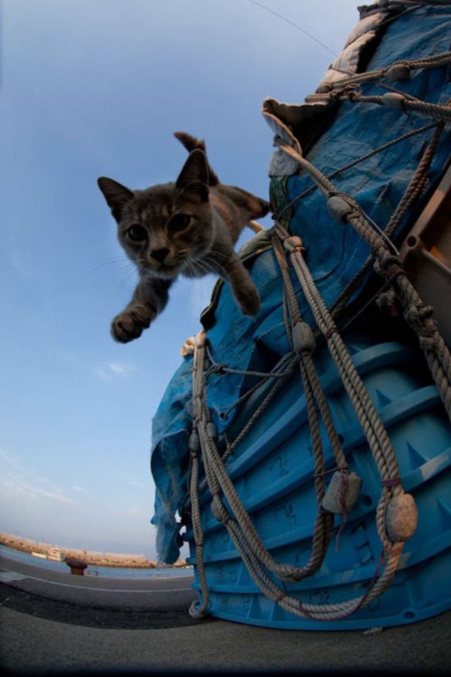 This Japanese Island Is an Idyllic Haven for Cats