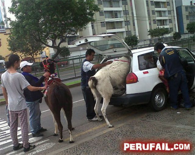 Meanwhile in Peru. Part 2