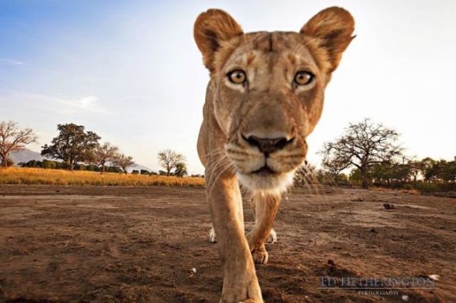 Thieving Lion Steals Camera