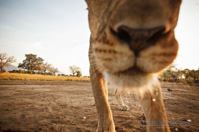 Thieving Lion Steals Camera