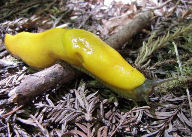 Be Careful That You Don’t Mistake This Yellow Creature for a Banana