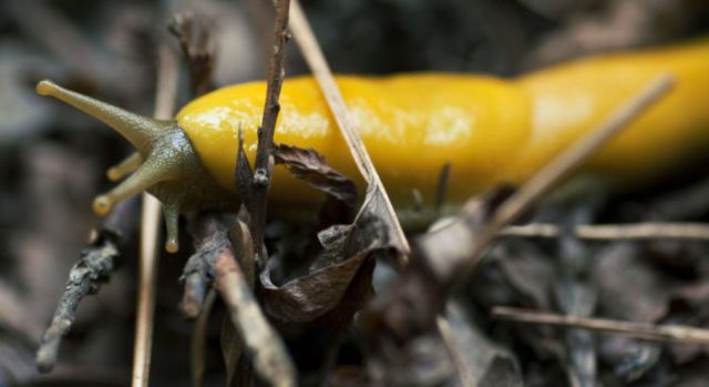 Be Careful That You Don’t Mistake This Yellow Creature for a Banana