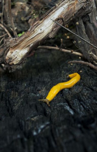 Be Careful That You Don’t Mistake This Yellow Creature for a Banana