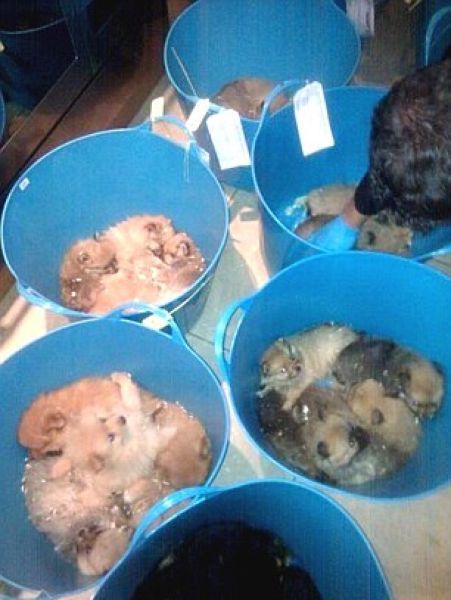 Puppy Traffickers Apprehended