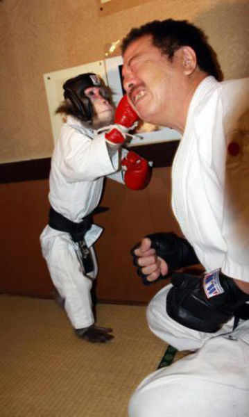 Fighting Monkey in Training