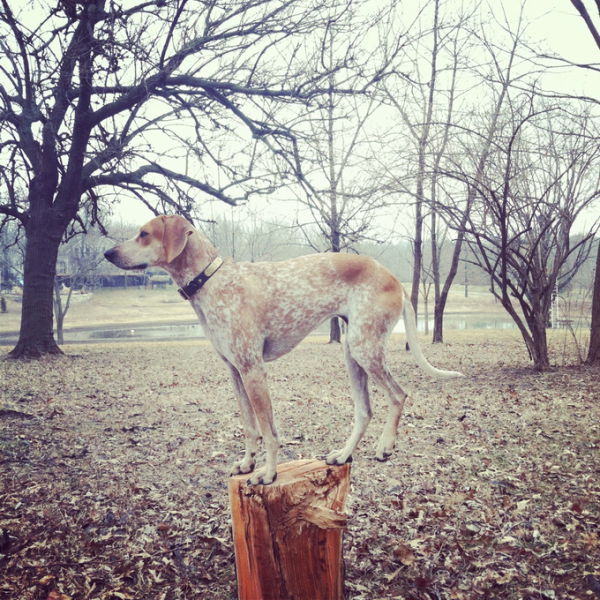 The Most Cool, Calm and Collected Dog in the World