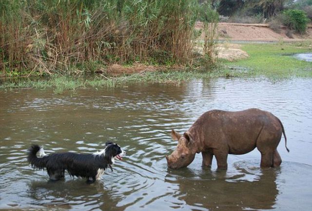 Rescued Baby Rhino Is Just One of the Family