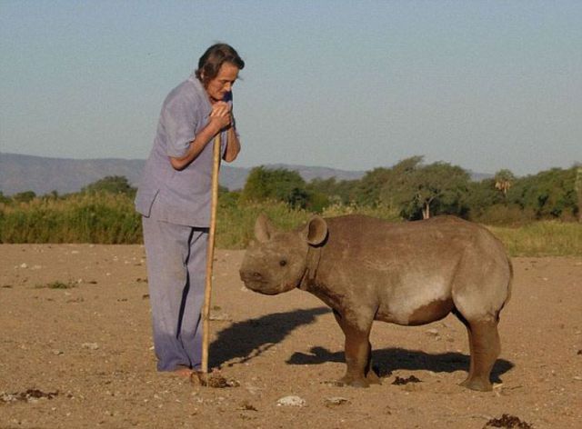 Rescued Baby Rhino Is Just One of the Family