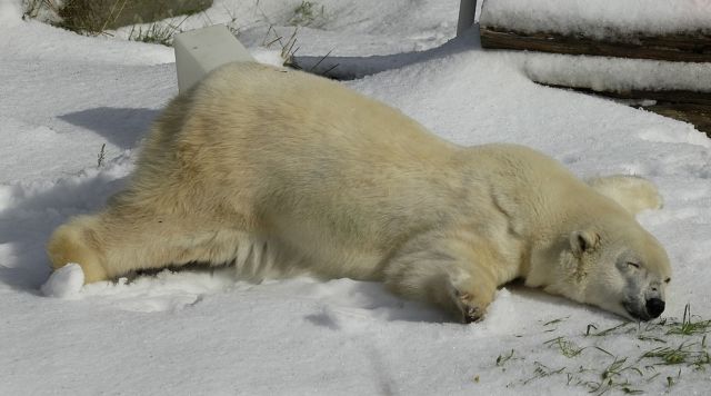 The Top Animal Photographs of 2012