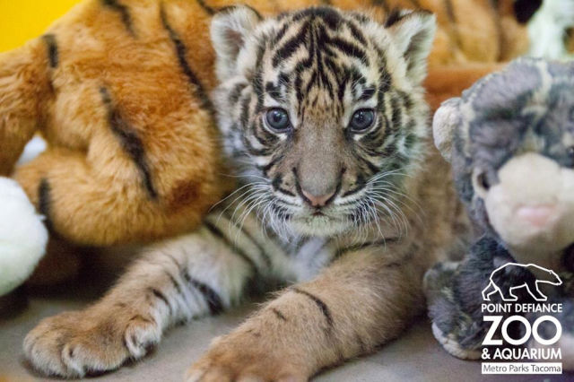 The Most Adorable Baby Animals of the Year