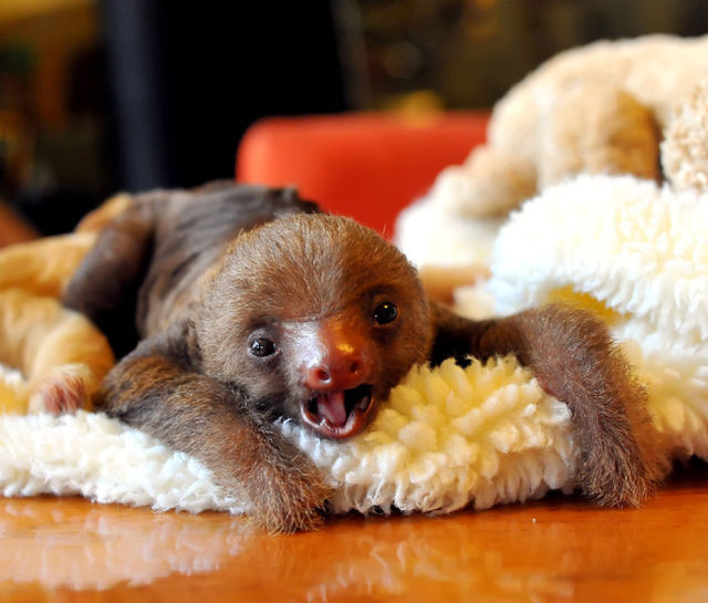 The Most Adorable Baby Animals of the Year