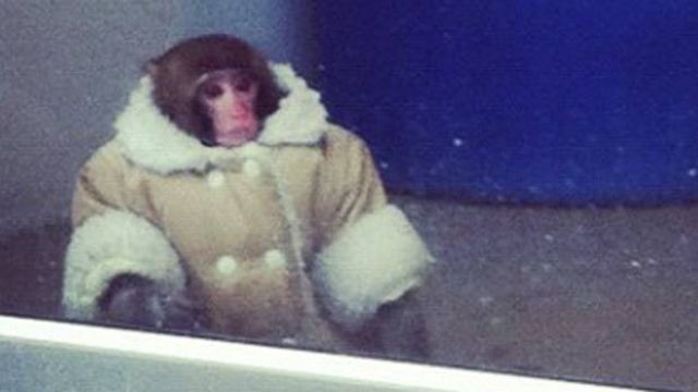 The Stylish Ikea Monkey