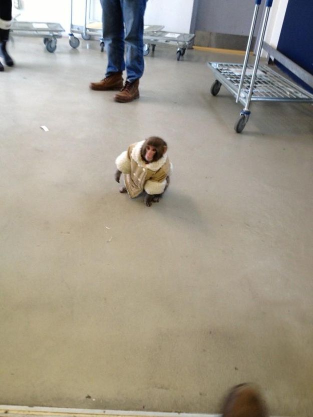The Stylish Ikea Monkey