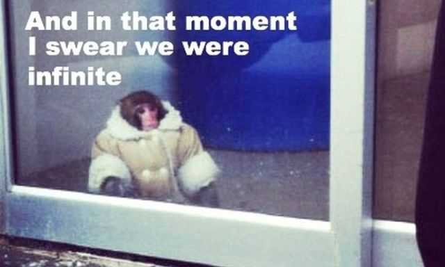 Hilarious, Ikea Monkey Memes (32 pics + 2 gifs) - Izismile.com