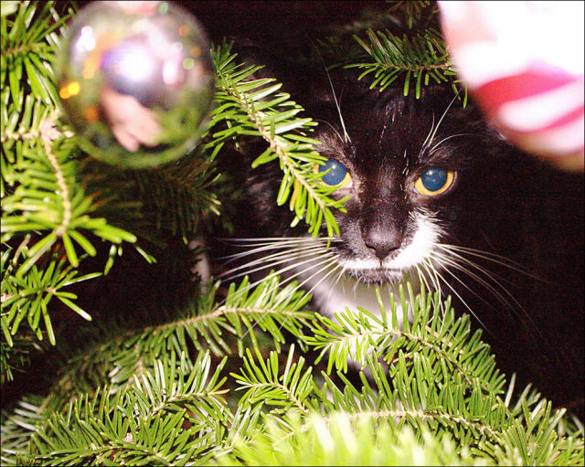 The One Thing No Cat Can Resist Over Christmas...