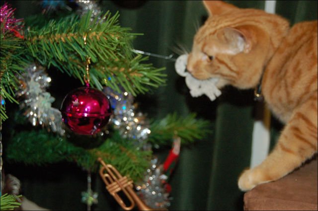 The One Thing No Cat Can Resist Over Christmas...