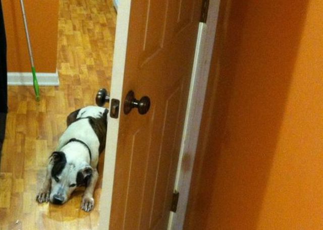 Dog Gives the Wall of His Owner’s House a Makeover