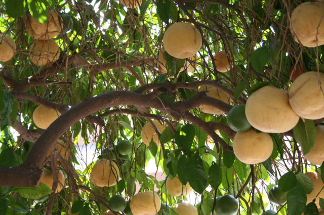 The Plants and Trees That Give Us Fruit