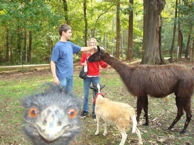 The Most Awesome Photobombs of 2012