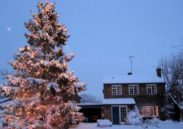This Small Christmas Tree Grew to Amaze the Whole Town