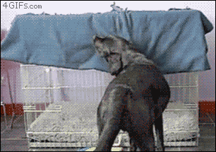 Some Of The Best Gifs Of Man