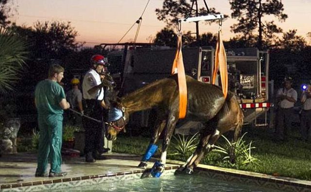 Horse Rescued In Florida