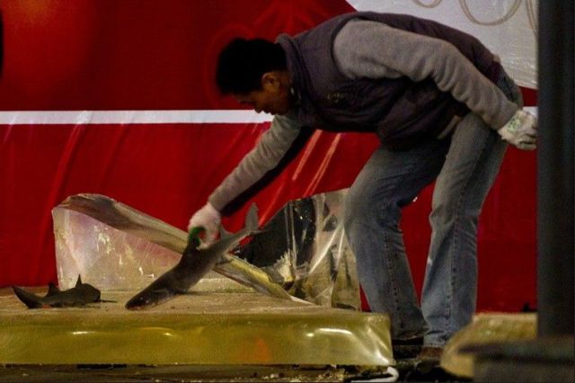 Shark Tank Breaks Injuring Many