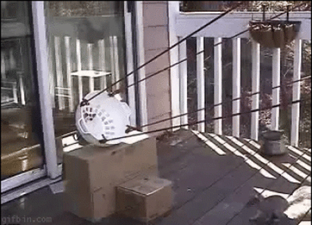 Funny Gif Dump (5 pictures)