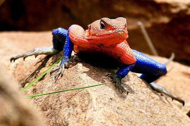 Lizard Spider-Man
