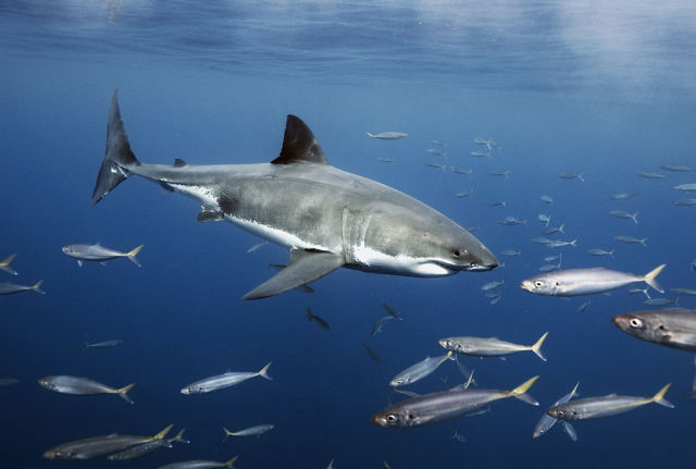 Great Shark Diving Images