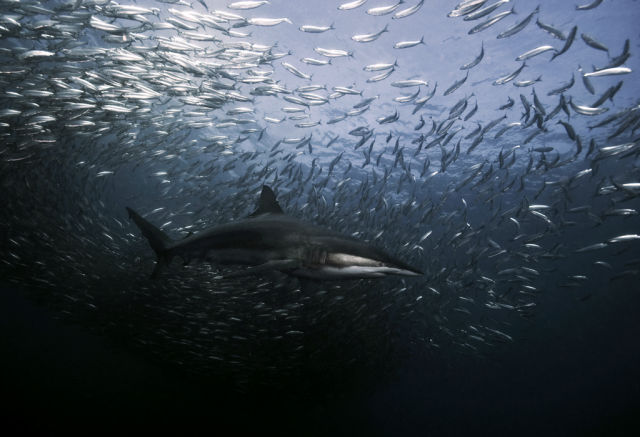 Great Shark Diving Images