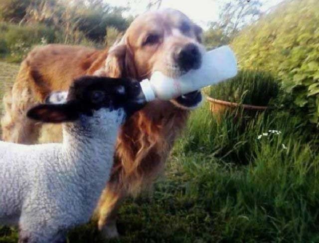 The Best WTF Animals Pictures for 2012