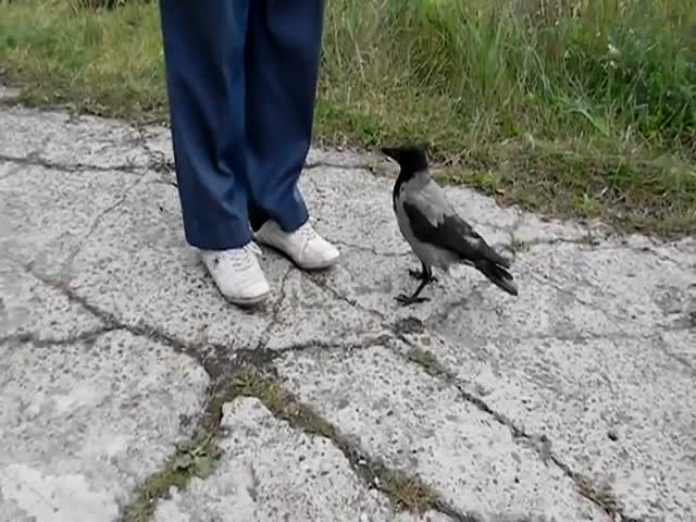 Bird Unties Shoelaces To Steal Pan 