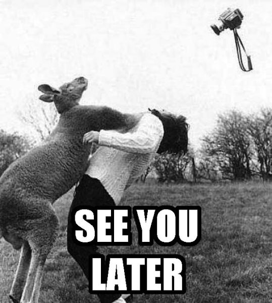 Kangaroos Are Tougher than You