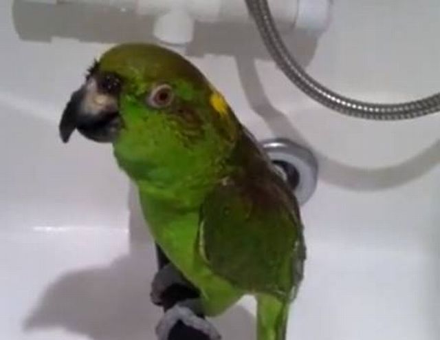Dubstep Parrot vs Singing parrot
