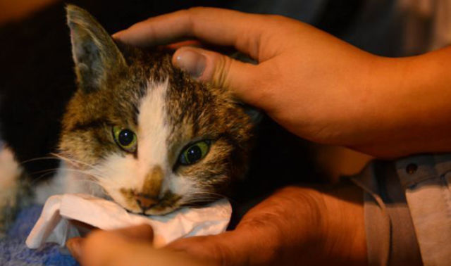 Over 1000 Cats Rescued from Cruel Culinary Fate