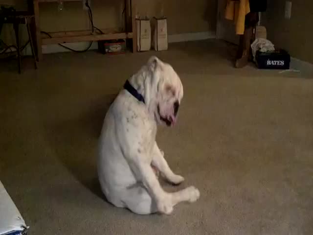 Funny Dog Loves Listening to Blues 