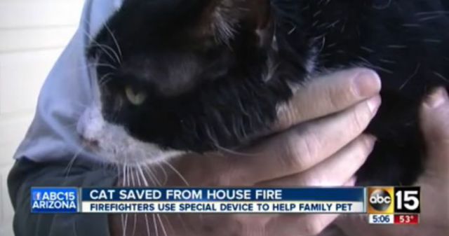 Firemen Rescue Cat from Arizona House Fire